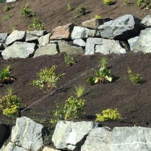 Squamish sloped landscape with irrigation system watering terraced plantings